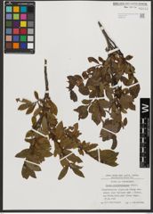 Foto von Salix waldsteiniana Willd.
